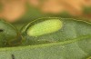 Lycaena bleusei: Raupe L2 (e.o. Spanien, Avila, Sierra de Gredos, Cuevas del Valle, Eiablage 30. April 2024) [S]