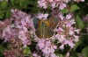 Lycaena bleusei: Männchen zweite Generation (e.o. Spanien, Avila, Sierra de Gredos, Cuevas del Valle, Eiablage 30. April 2024) [S]