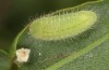 Lycaena bleusei: Raupe L3 (e.o. Spanien, Avila, Sierra de Gredos, Cuevas del Valle, Eiablage 30. April 2024) [S]
