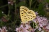 Lycaena bleusei: Männchen zweite Generation (e.o. Spanien, Avila, Sierra de Gredos, Cuevas del Valle, Eiablage 30. April 2024) [S]