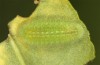 Lycaena bleusei: Raupe L3 (e.o. Spanien, Avila, Sierra de Gredos, Cuevas del Valle, Eiablage 30. April 2024) [S]