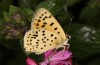 Lycaena bleusei: Männchen zweite Generation (e.o. Spanien, Avila, Sierra de Gredos, Cuevas del Valle, Eiablage 30. April 2024) [S]