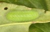 Lycaena bleusei: Raupe L3 (e.o. Spanien, Avila, Sierra de Gredos, Cuevas del Valle, Eiablage 30. April 2024) [S]