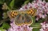 Lycaena bleusei: Weibchen zweite Generation (e.o. Spanien, Avila, Sierra de Gredos, Cuevas del Valle, Eiablage 30. April 2024) [S]