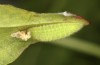 Lycaena bleusei: Raupe im letzten Stadium (e.o. Spanien, Avila, Sierra de Gredos, Cuevas del Valle, Eiablage 30. April 2024) [S]