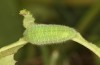 Lycaena bleusei: Raupe im letzten Stadium (e.o. Spanien, Avila, Sierra de Gredos, Cuevas del Valle, Eiablage 30. April 2024) [S]