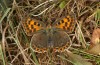 Lycaena bleusei: Weibchen zweite Generation (e.o. Spanien, Avila, Sierra de Gredos, Cuevas del Valle, Eiablage 30. April 2024) [S]
