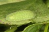 Lycaena bleusei: Raupe im letzten Stadium (e.o. Spanien, Avila, Sierra de Gredos, Cuevas del Valle, Eiablage 30. April 2024) [S]