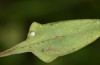 Lycaena bleusei: Ei (Spanien, Avila, Sierra de Gredos, Cuevas del Valle, 30. April 2024) [S]