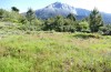 Lycaena bleusei: Habitat mit Rumex acetosella (Spanien, Avila, Sierra de Gredos, Cuevas del Valle, 30. April 2024) [N]