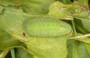 Lycaena bleusei: Raupe im letzten Stadium (e.o. Spanien, Avila, Sierra de Gredos, Cuevas del Valle, Eiablage 30. April 2024) [S]