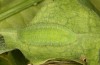 Lycaena bleusei: Raupe im letzten Stadium (e.o. Spanien, Avila, Sierra de Gredos, Cuevas del Valle, Eiablage 30. April 2024) [S]