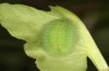 Lycaena bleusei: Raupe im letzten Stadium (e.o. Spanien, Avila, Sierra de Gredos, Cuevas del Valle, Eiablage 30. April 2024) [S]