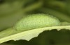 Lycaena bleusei: Raupe im letzten Stadium (e.o. Spanien, Avila, Sierra de Gredos, Cuevas del Valle, Eiablage 30. April 2024) [S]