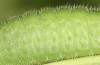 Lycaena bleusei: Raupe im letzten Stadium (e.o. Spanien, Avila, Sierra de Gredos, Cuevas del Valle, Eiablage 30. April 2024) [S]