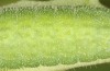 Lycaena bleusei: Raupe im letzten Stadium (e.o. Spanien, Avila, Sierra de Gredos, Cuevas del Valle, Eiablage 30. April 2024) [S]