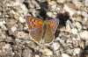 Lycaena bleusei: Männchen (Spanien, Avila, Sierra de Gredos, Cuevas del Valle, 30. April 2024) [N]