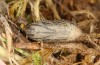 Lycaena bleusei: Puppe (e.o. Spanien, Avila, Sierra de Gredos, Cuevas del Valle, Eiablage 30. April 2024) [S]