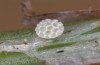 Lycaena bleusei: Ei (Spanien, Avila, Sierra de Gredos, Cuevas del Valle, 30. April 2024) [S]