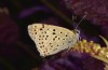 Lycaena bleusei: Männchen (Spanien, Avila, Sierra de Gredos, Cuevas del Valle, 30. April 2024) [N]