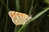Lycaena bleusei: Männchen (Spanien, Avila, Sierra de Gredos, Cuevas del Valle, 30. April 2024) [N]