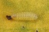 Lycaena bleusei: Raupe L1 (e.o. Spanien, Avila, Sierra de Gredos, Cuevas del Valle, Eiablage 30. April 2024) [S]
