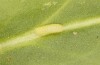 Lycaena bleusei: Raupe L1 (e.o. Spanien, Avila, Sierra de Gredos, Cuevas del Valle, Eiablage 30. April 2024) [S]