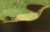 Lycaena bleusei: Raupe L2 (e.o. Spanien, Avila, Sierra de Gredos, Cuevas del Valle, Eiablage 30. April 2024) [S]