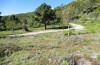 Lycaena bleusei: Habitat mit Rumex acetosella (Spanien, Avila, Sierra de Gredos, Cuevas del Valle, 30. April 2024) [N]