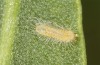 Lycaena bleusei: Raupe L1 (e.o. Spanien, Avila, Sierra de Gredos, Cuevas del Valle, Eiablage 30. April 2024) [S]
