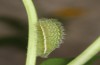 Polyommatus celina: L4 larva (e.o. rearing, Sicily, San Vito lo Capo, oviposition in late April 2023) [S]