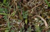 Polyommatus coridon: Halbwüchsige Raupe (Ostalb, Mai 2013) [M]