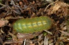 Polyommatus coridon: Raupe unter einem Hufeisenklee-Polster (Ostalb, Ende Juni 2012) [M]