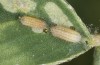 Polyommatus damon: L1-larva (SE-France, Col de Champs, 1800m, oviposition in early August 2021) [S]