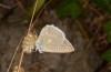 Polyommatus daphnis: Männchen (Griechenland, Taygetos, Ende Juli 2019) [N]