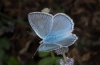 Polyommatus daphnis: Male (Olympus, Greece, early August 2012) [N]