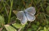 Cupido decolorata: Male (Romania, Apuseni mountains, mid-May 2021) [N]