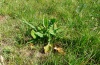 Lycaena dispar: Mit Eiern belegte Rumex-Pflanze (Jagsttal, Juni 2011) [N]