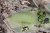 Polyommatus dorylas: Larva (Swiss Jura, Mont Tendre, May 2006) [N]