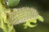 Polyommatus eros: L4-larva (e.o. rearing, Switzerland, Valais, Täschalpe, 2300m, eggs found in mid-July 2022) [S]