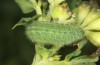 Polyommatus eros: L4-larva (e.o. rearing, Switzerland, Valais, Täschalpe, 2300m, eggs found in mid-July 2022) [S]