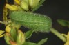 Polyommatus eros: Raupe (e.o. Schweiz, Wallis, Täschalpe, 2300m, Eifunde Mitte Juli 2022) [S]
