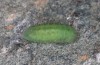 Polyommatus eros: Präpuppe (Wallis, Täschalpe, Mitte Juni 2022) [S]