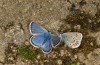 Polyommatus eros: Male on the left, together with closed wings P. idas (Switzerland, Valais, Täschalpe, 2300m, early July 2019) [N]