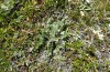Polyommatus eros: Oviposition plant Oxytropis halleri (Switzerland, Valais, Täschalpe, 2300m, mid-July 2022) [N]