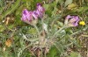 Polyommatus eros: Host plant Oxytropis halleri (Switzerland, Valais, Täschalpe, mid-June 2022) [N]