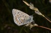 Polyommatus eros: Male (Switzerland, Valais, Täschalpe, 2300m, early July 2019) [N]