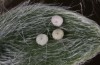 Polyommatus eros: Eggs on upper side of a leaf of Oxytropis halleri (Switzerland, Valais, Täschalpe, 2300m, mid-July 2022) [N]