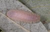 Satyrium esculi: Raupe L4 bereits in Umfärbung vor der Verpuppung (Provence, Ste. Baume, Mai 2006) [S]