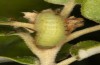 Satyrium esculi: Raupe L4 an Steineiche (Ardèche, Ruoms, Anfang Juni 2023) [M]